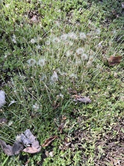 Chevreulia acuminata