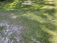 Chevreulia acuminata