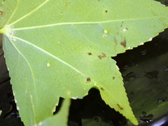 Diaspidiotus liquidambaris