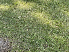 Chevreulia acuminata