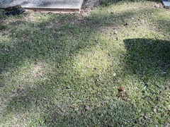 Chevreulia acuminata