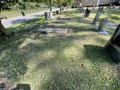 Chevreulia acuminata