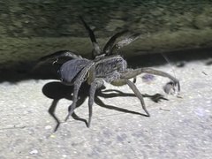 Tigrosa helluo