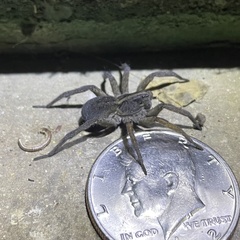 Tigrosa helluo