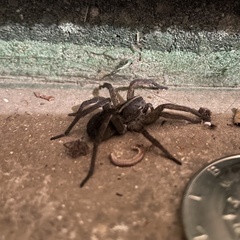 Tigrosa helluo