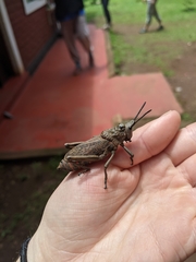 Dictyophorus griseus