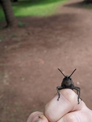 Dictyophorus griseus