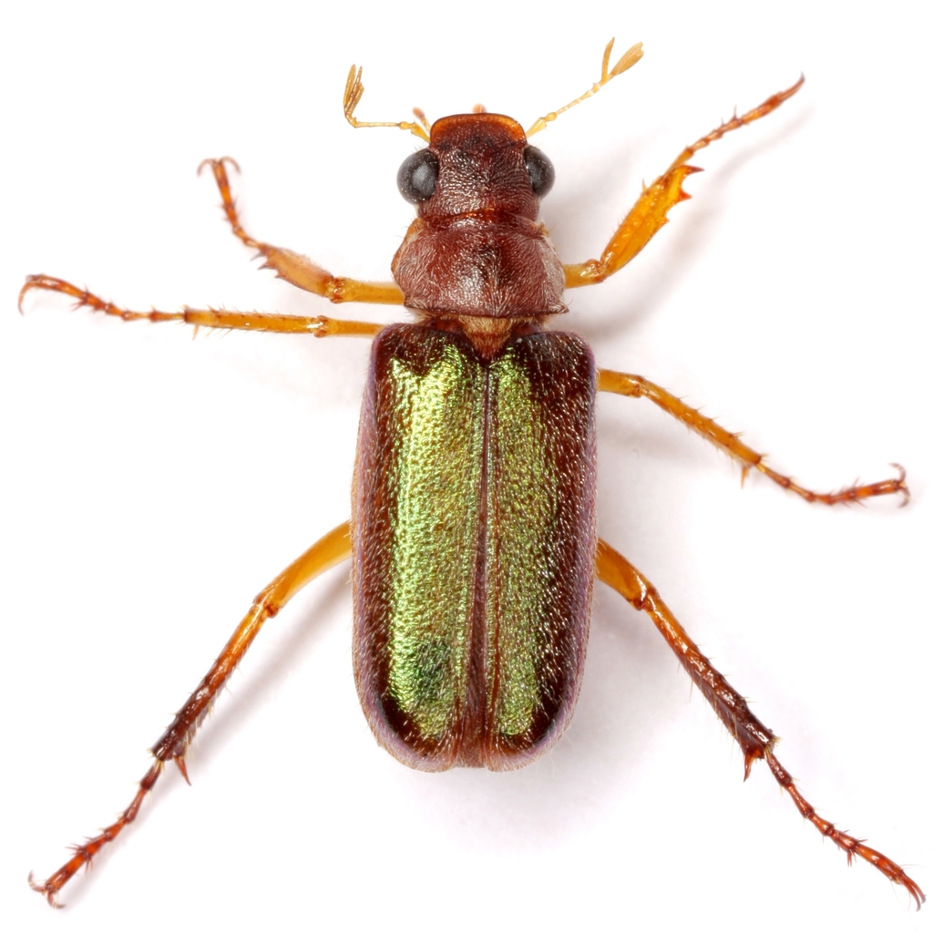 Dichelonyx