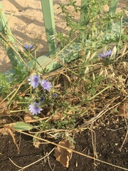 Cichorium pumilum