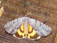 Catocala sordida