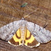 Alabama Underwing - Photo (c) a f, some rights reserved (CC BY-NC), uploaded by a f