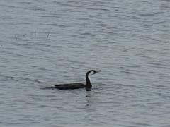 Microcarbo melanoleucos brevirostris