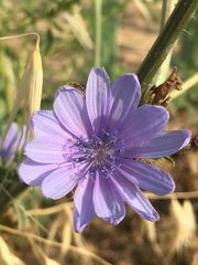 Cichorium pumilum