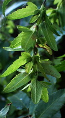 Carpinus caroliniana image