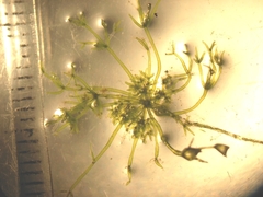 Nitella stuartii
