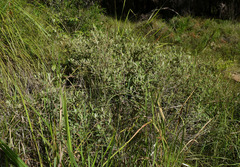 Hibbertia melhanioides