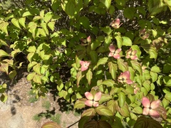 Cornus kousa