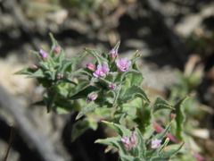 Epilobium campestre