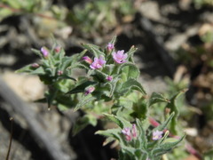 Epilobium campestre