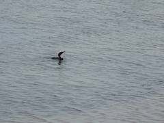 Microcarbo melanoleucos brevirostris