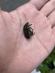 Protaetia niveoguttata