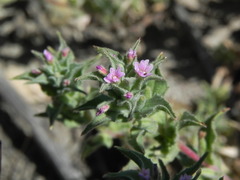 Epilobium campestre