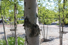Betula nigra