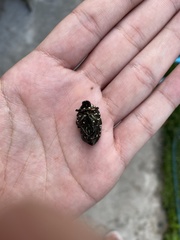 Protaetia niveoguttata