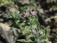 Epilobium campestre