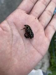 Protaetia niveoguttata