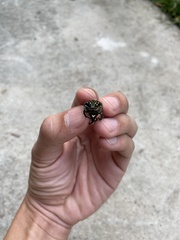 Protaetia niveoguttata