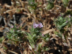 Epilobium campestre
