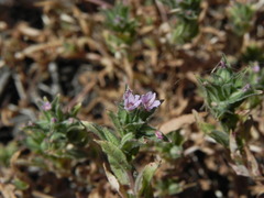 Epilobium campestre