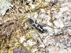 Neoclytus conjunctus