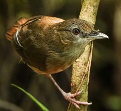 Malacocincla abbotti