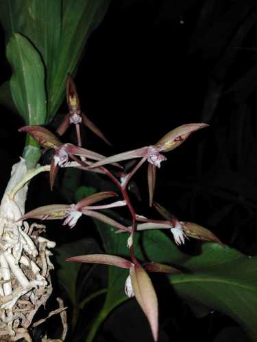 Catasetum bicolor image