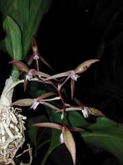 Image of Catasetum bicolor