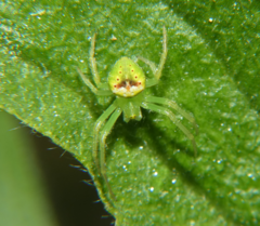 Araneus bonsallae