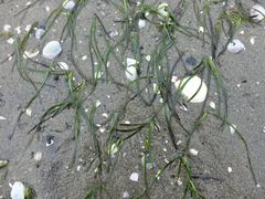 Zostera muelleri novozelandica