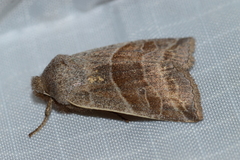 Eupsilia devia
