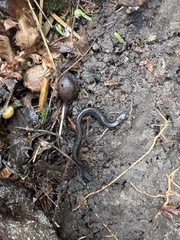 Plethodon richmondi