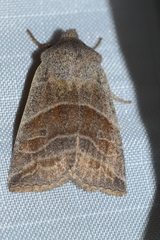 Eupsilia devia