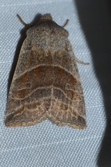 Eupsilia devia