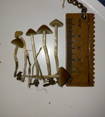 Psilocybe tasmaniana