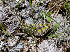 Pardalophora phoenicoptera