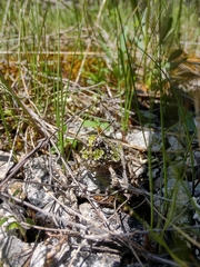 Pardalophora phoenicoptera