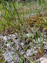 Pardalophora phoenicoptera