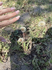 Taraxacum officinale