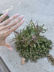 Sonchus oleraceus