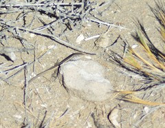 Liolaemus gracilis